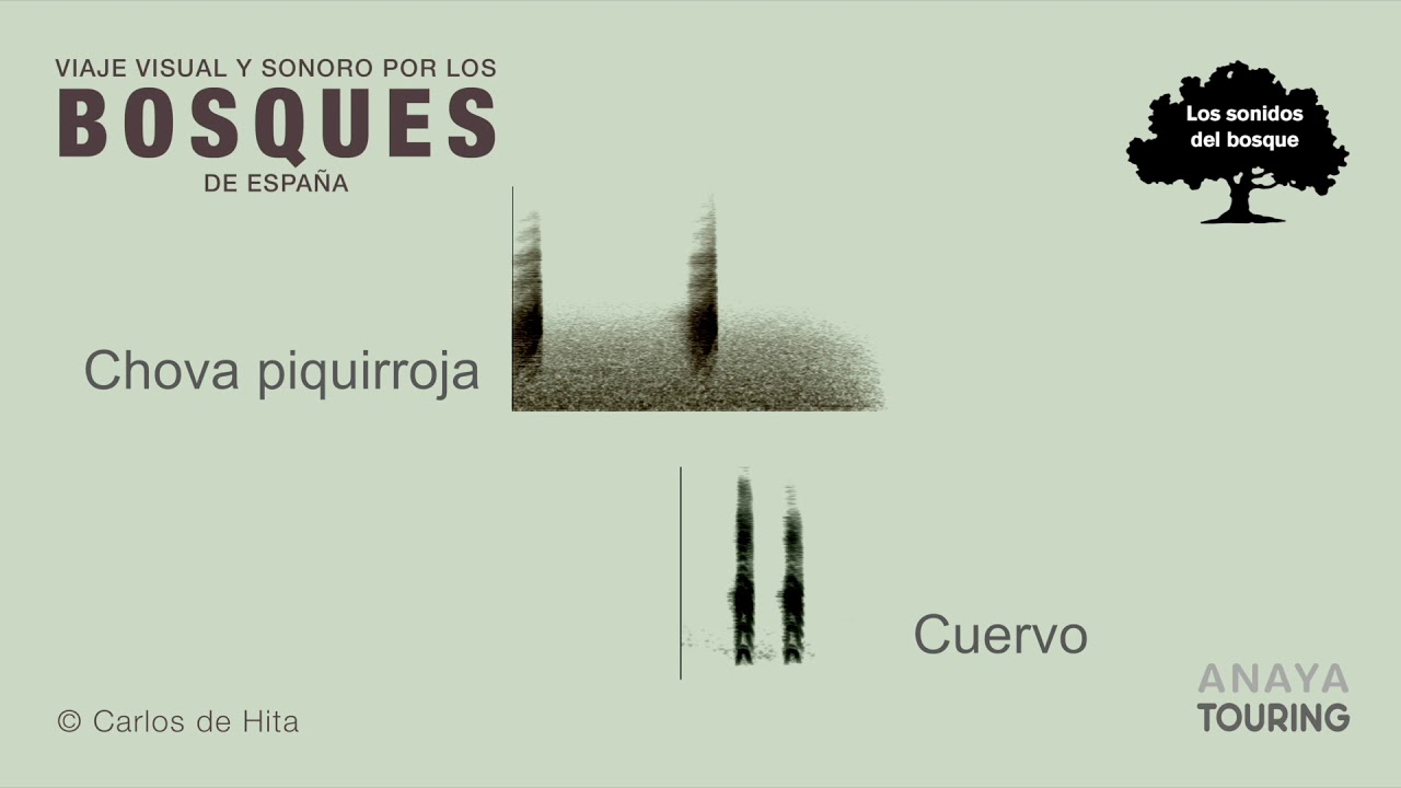 Bosques de España por Carlos de Hita