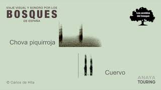 A vuelapluma
