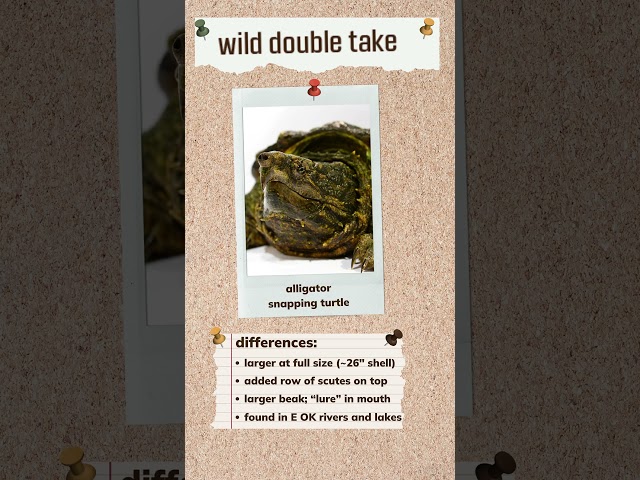 Watch Wild Double Take: Snapping Turtles on YouTube.
