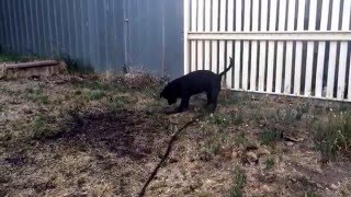 Jax Chasing The Hose