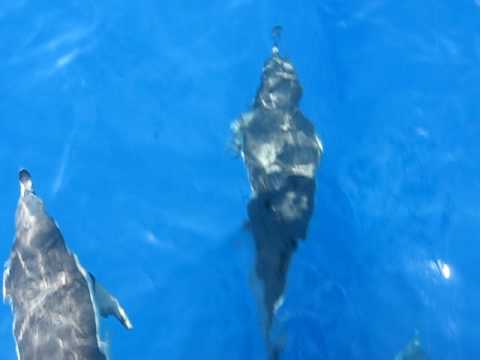 puppet de delfines