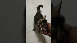 Mieyra