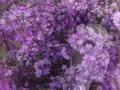 " Ladies in Lavender " - Joshua Bell