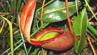 Floras Raras