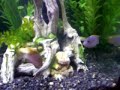Red Top Ice Blue Zebra Cichlid Fight