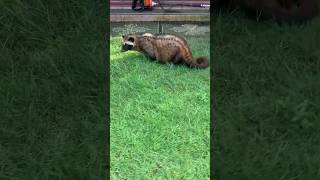 Musang Pandan Gendut