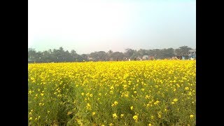 Dekhun Gramer Meyeder Kando-Farjanashima