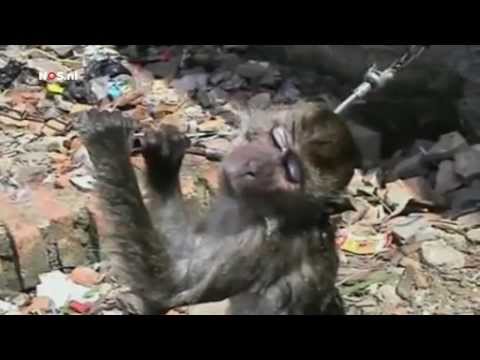 Stop abuse of monkeys in Indonesia. - YouTube