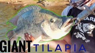 Catching Enormous Tilapia Breamkurper Off The Boat In Zimbabwe