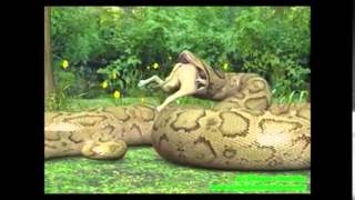 Snake Swallow A Dog Graphics