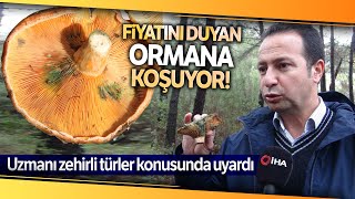Her Yerden Mantar Fışkırıyor, Uzmanlardan Zehirli Mantar Uyarısı