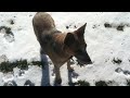 One dog vs. 5000 Geese. Amazing funny video of a goose tornado