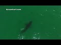 Great White Shark Search Dana Point Ca Great White Shark Search Dana Point Ca
