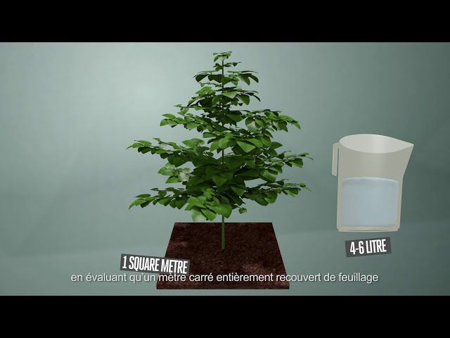 Watch L'arrosage des plantes: méthode et fréquence -  Ep04 S1 by CANNA on YouTube.