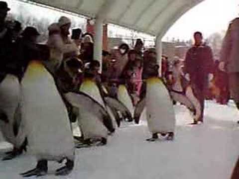 旭山動物園のペンギン　お散歩タイム