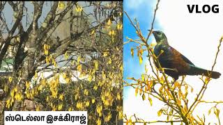 Vlog | Newzealand | Tamil | ஸ்டெல்லாஇசக்கிராஜ்