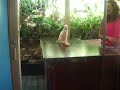 Title:Cockatoo Rides Scooter Description:Sulfphur Cockatoo at the View in St. Thomas rides a scooter for a small audience