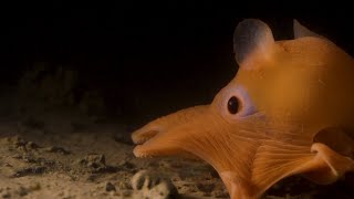 Ocean Insights Squishy Robot Fingers