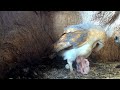 Watch this Barn Owl Chick Hatch | Gylfie & Barney | Robert E Fuller