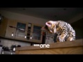 Pets - Wild at Heart: Trailer - BBC One