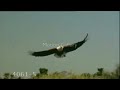 African Fish Eagle Music Video