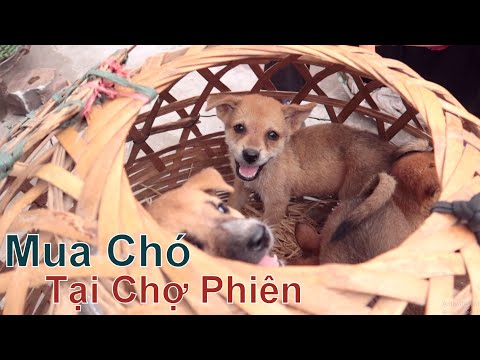 Phiên Chợ Chó Mèo Cảnh Lớn Nhất Hà Nội/ Chợ 365 Hà Đông/ NhamTuatTV - Dog in Vietnam