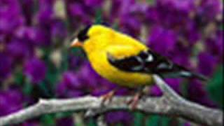 Watch Ventures Yellow Bird video