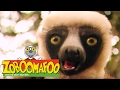 π Zoboomafoo π 131 | Funny Faces - Full Episode | Kids TV Shows