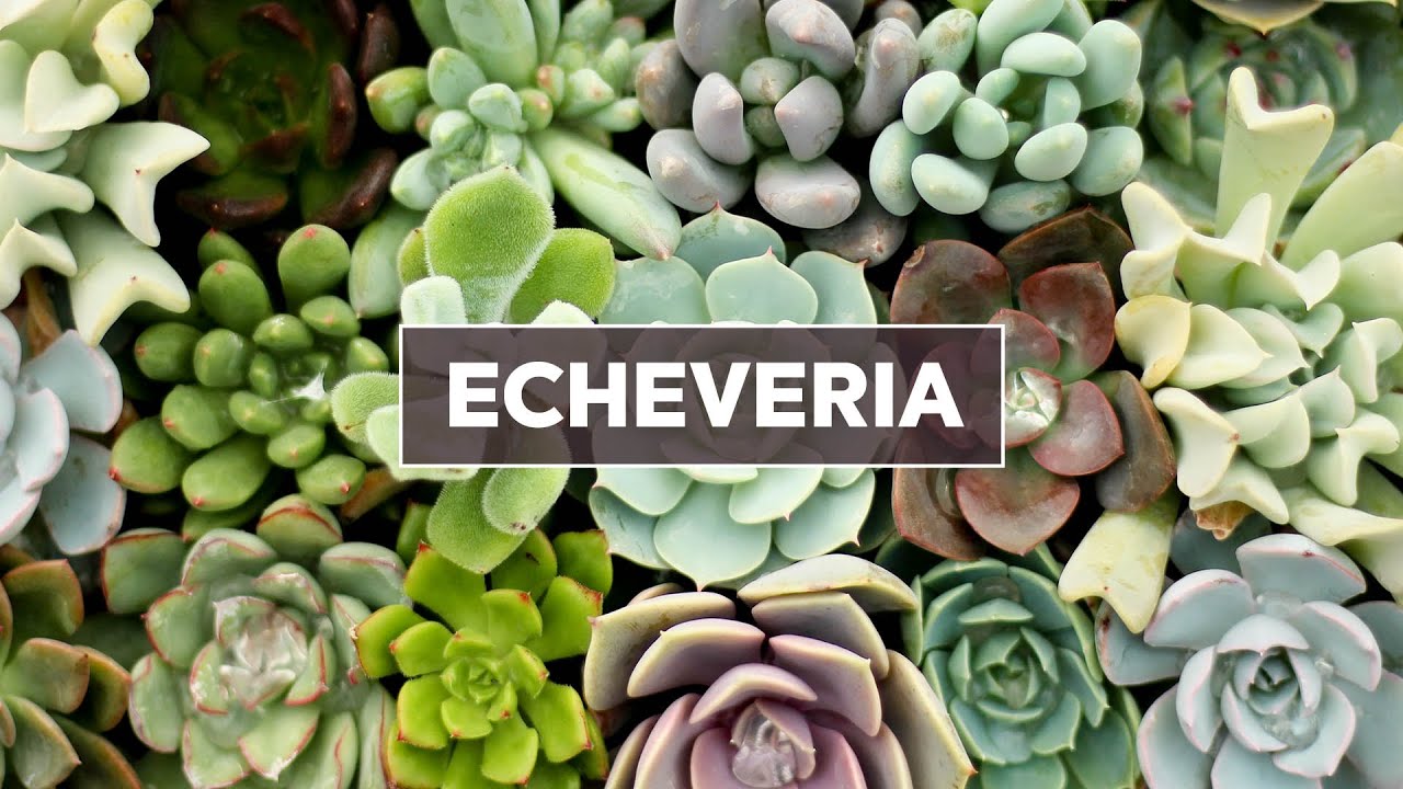 Echeveria Succulents 101 - Care Tips & Unique Traits