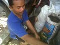 image Persiapan Polybag Dan Semai Benih Hari Pertama