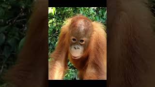 Young Orangutan Eats Corn.