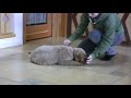 Dog Training Videos: How to train your puppy not to bite