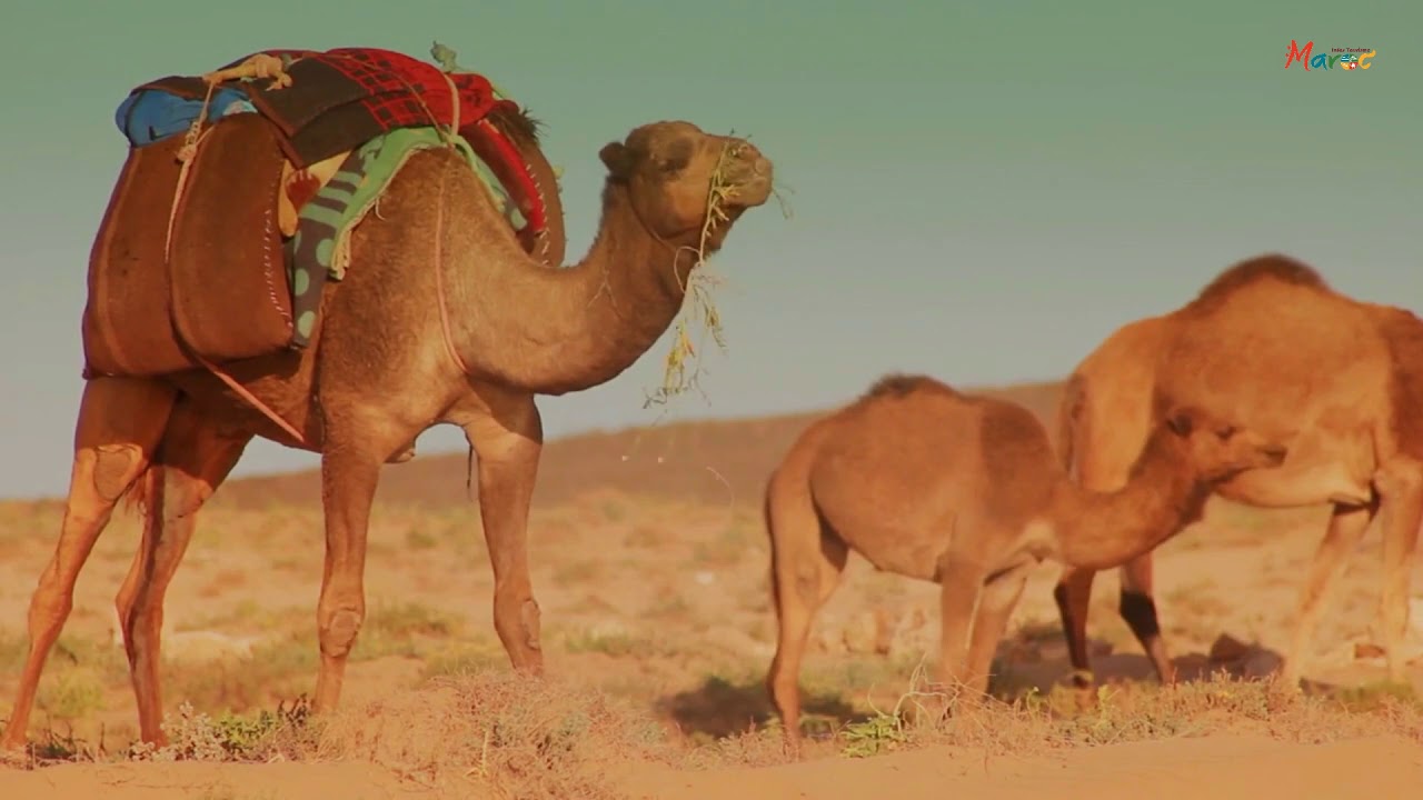 Découvrez le Maroc en vidéos