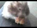 Hamster eating cake!!.....:P