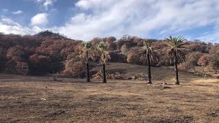 Palms and Fire