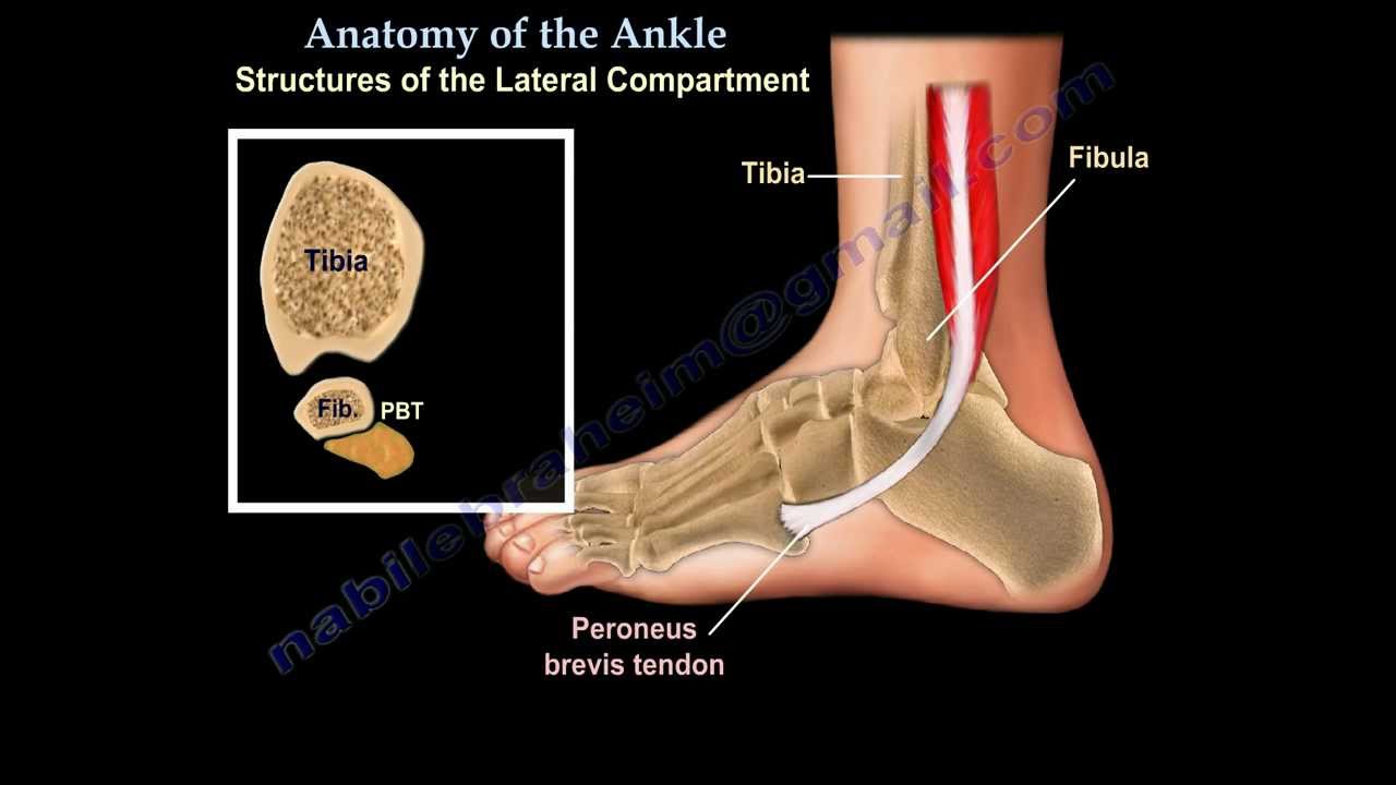 Anatomy Of The Foot & Ankle - Everything You Need To Know - Dr. Nabil