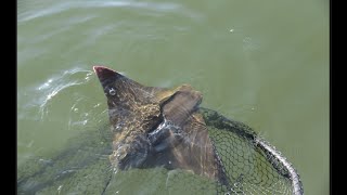 Atlantic Cownose Rays Are Spotted In The Bay