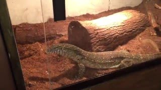 Nile Monitor Eats Live Mouse