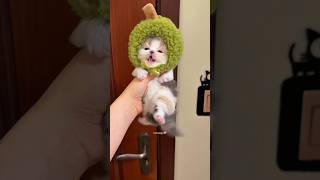 Naughty Cats Compilation
