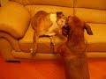 DoDo, a Dachshund lovingly wet kiss MiuMiu English Bulldog