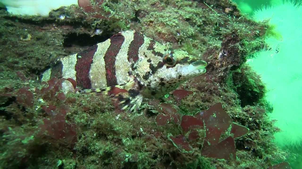 Diving the Puget Sound - YouTube