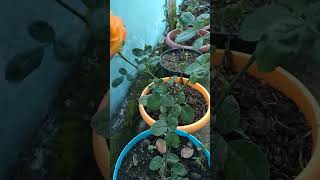 Hasil Stek Batang Bunga Mawar Warna Lidah Api