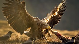 The Sea Eagle, The King Of The Seas Wildlife Doentary
