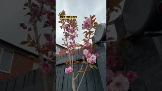Kanzan Tree Beginning To Bloom Prunus Serrulata