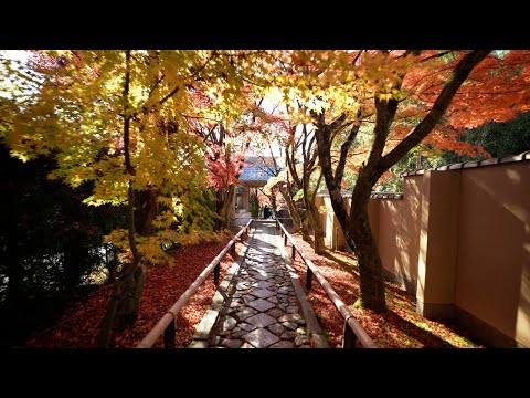 京都 光悦寺 紅葉(4K) カエデ・エリシア京都 caede|L’ELISIR KYOTO[Koetsuji, Kyoto Red Leaves]