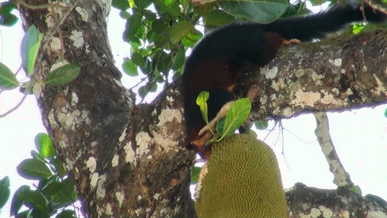 Indian Giant Squirrel Eating Jackfruit Thekkady...KERALA YouTube