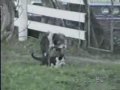 Cele Mai Tari Faze Cu La Animale images Cele Mai Tari Faze Cu La Animale