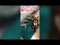 Funniest Dogs and Their Favorite Toys EVER | Funny Pet Videos