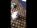 12 WEEK OLD PUPPY DOES FULL 360!!!!!!!!!!!!!