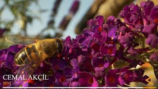 Cemal Akçi̇l - Seni̇ İlahi Dinle